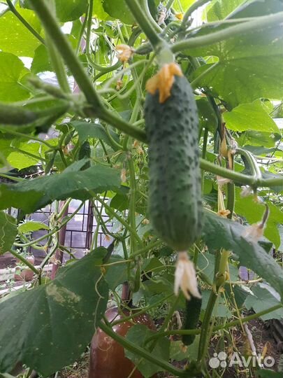 Огурцы свежие домашние