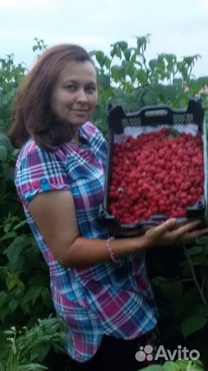 Саженцы ремонтантной малины Ежевики,малины