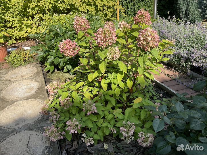 Гортензия метельчатая вимс ред