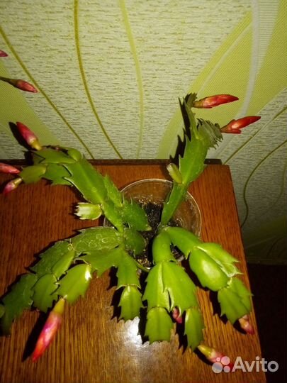 Декабрист шлюмбергера