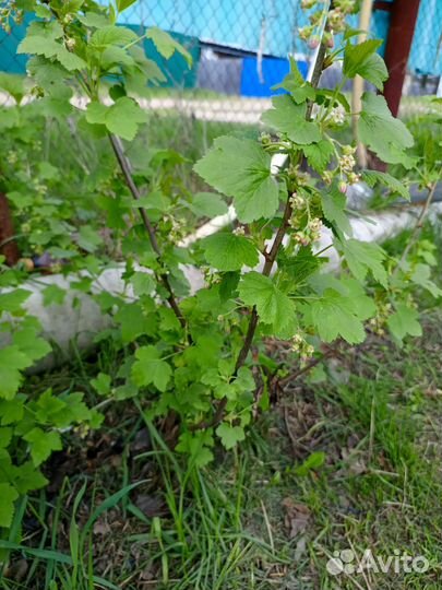 Саженцы смородины черной и красной