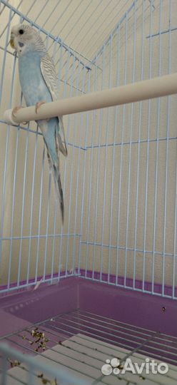Попугай вместе с клеткой
