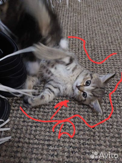 Отдам в добрые руки котят