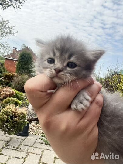 Котята породы 