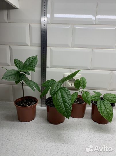 Клеродендрум Томпсон