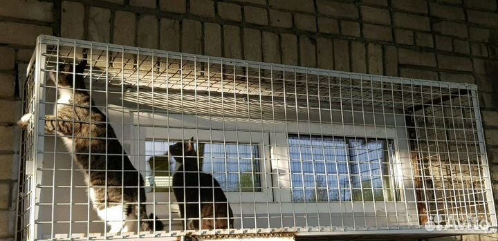 Зоогостиница для собак и кошек г. Петрозаводск