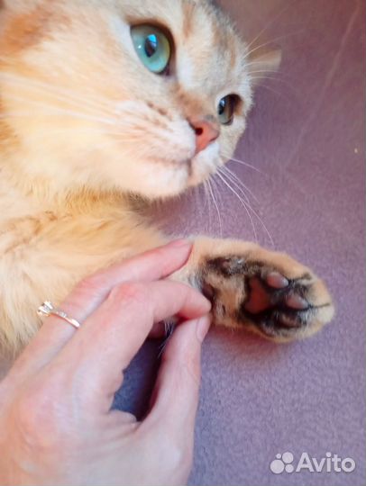 Шотландский котенок шоколадное золото