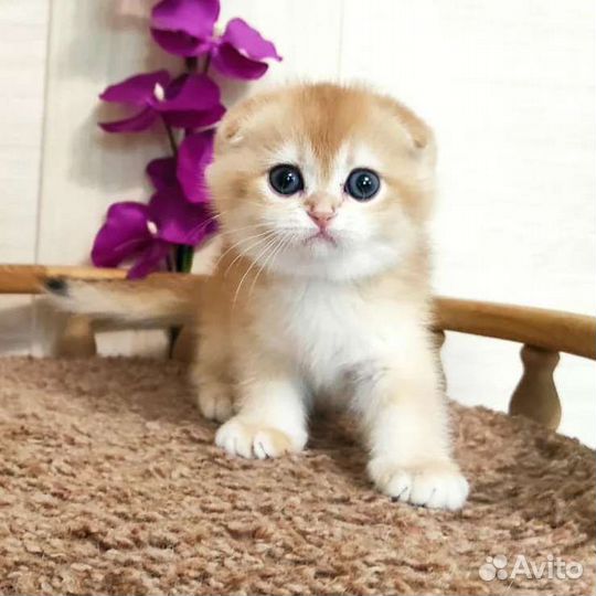 Золотая шиншилла sfs ny 12