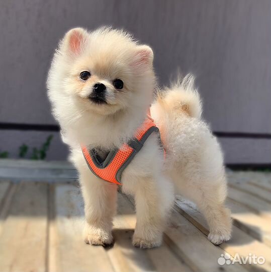 Померанский шпиц мишка boo