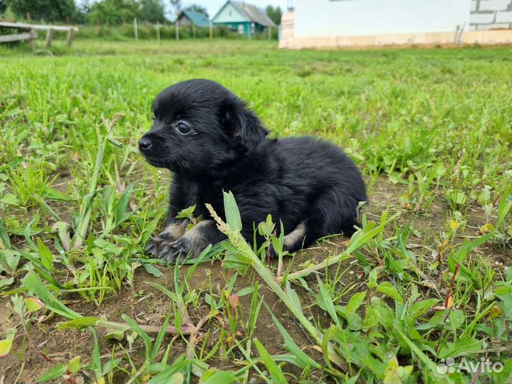 Щенки чихуахуа