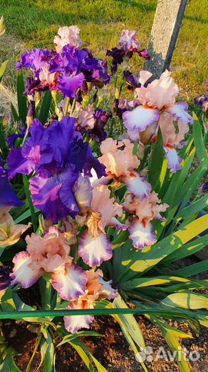 Ирисы бородатые