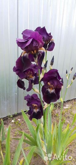 Садовые цветы