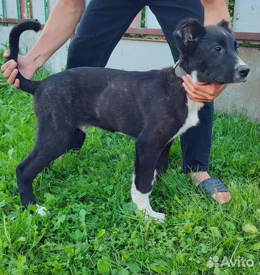 Кавказская овчарка. Торг