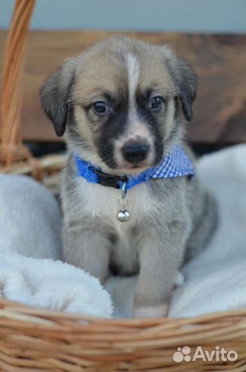 Щенки дворняжки 1,5 месяца