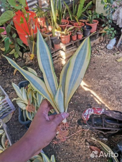 Сансевиерия S