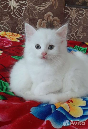Котик