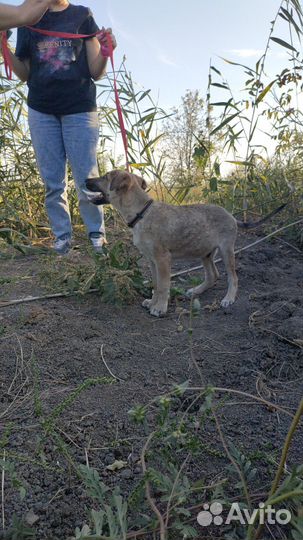 Щенок в добрые руки бесплатно в дар