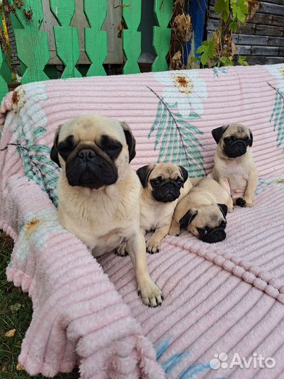 Щенки мопса