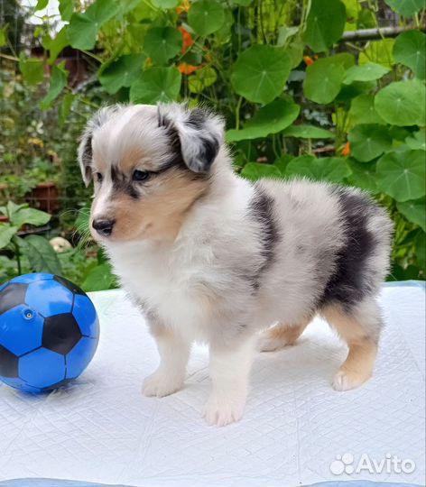 Щенки шелти