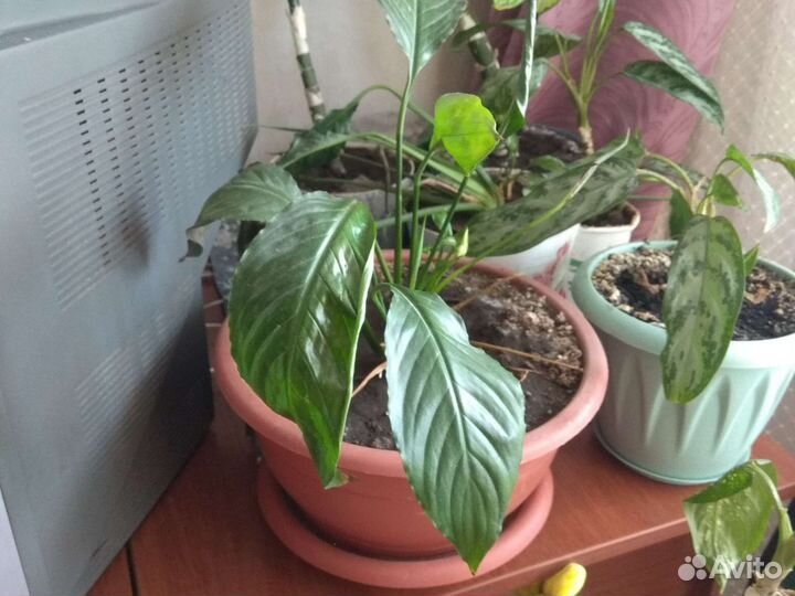 Цветы,Женское счастье