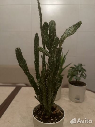 Кактусы и суккуленты