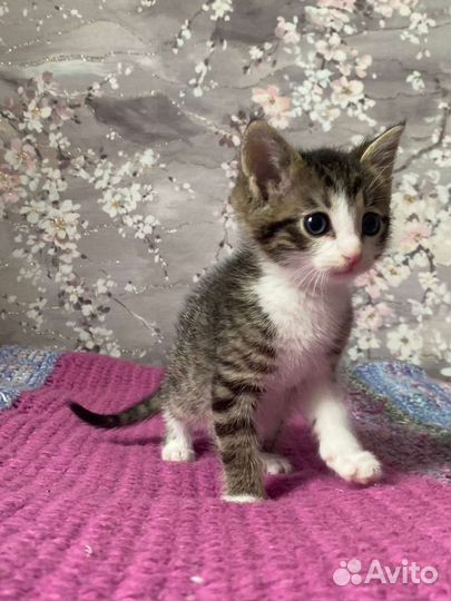 Котята 2 мес