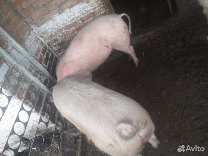 Свиней живым весом