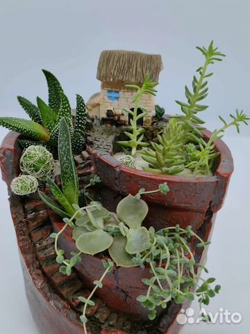 Живой зимний мини сад