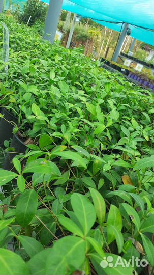 Саженцы барвинка