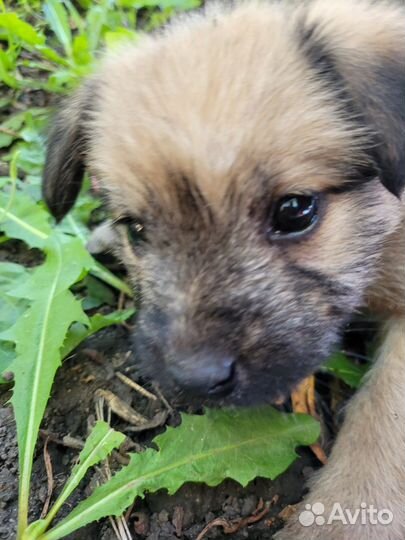 Отдам щенка в надёжные руки