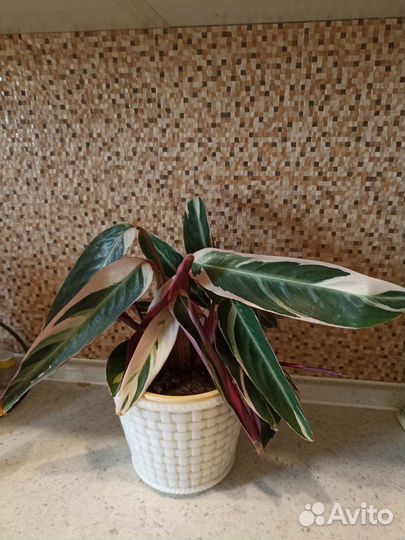 Домашние цветы