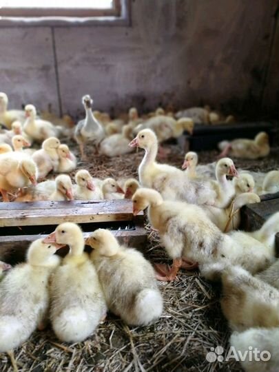 Гусята суточные. Гусиное яйцо. Гуси на племя