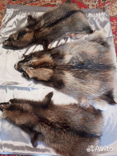 Шкуры енот