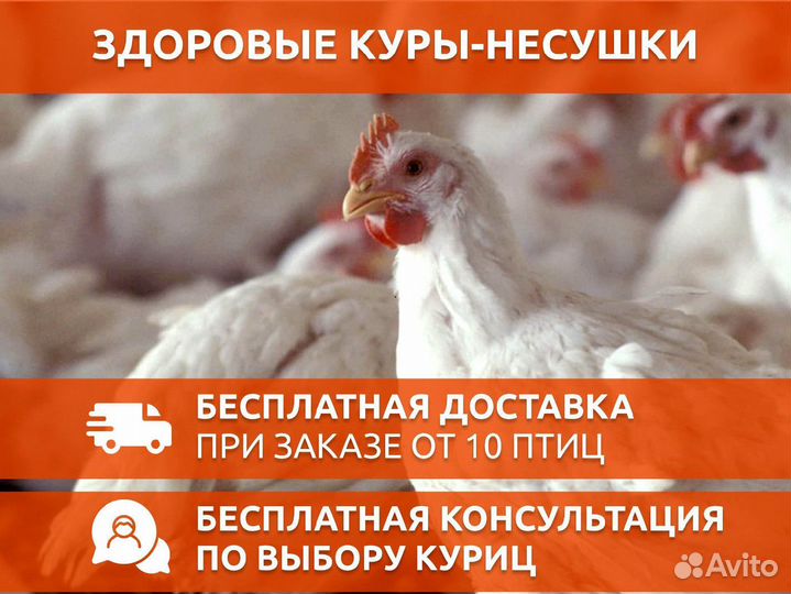 Куры несушки Ломан браун