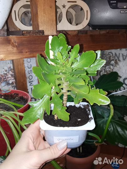 Каланхоэ Каландива 2 вида оранжевый и розовый