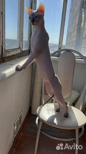 Донской сфинкс вязка