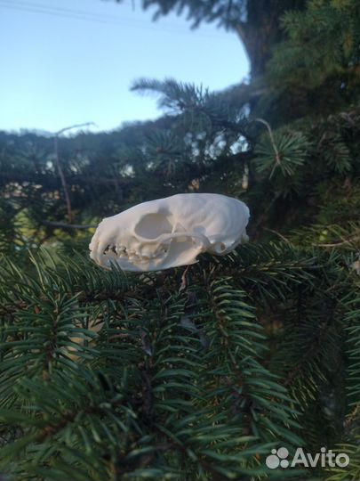 Череп соболя