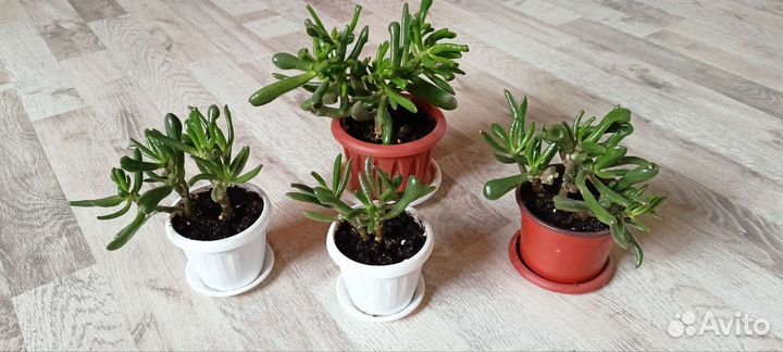 Крассула хоббит