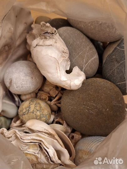 Морские камни и ракушки