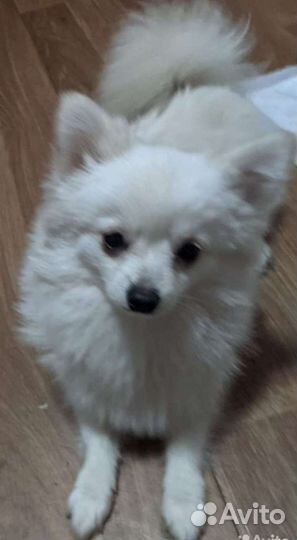 Собака, шпиц, девочка