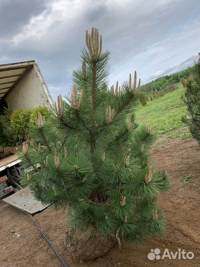Сосна черная 160-180см