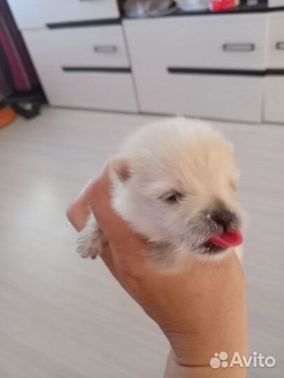 Померанский шпиц щенок