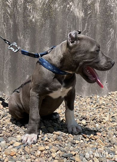 Щенок питбультерьера