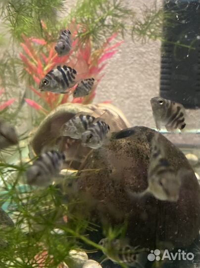 Рыбка сапфировый попугай