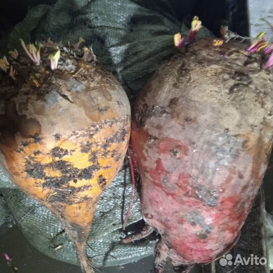 Свёкла кормовая Семена