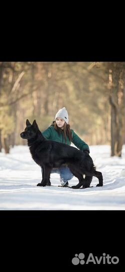 Кобель для вязки