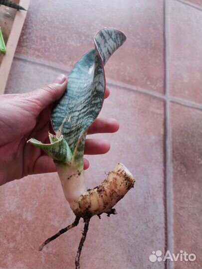 Сансевиерия Пуфамун (Phufamoon Delight)