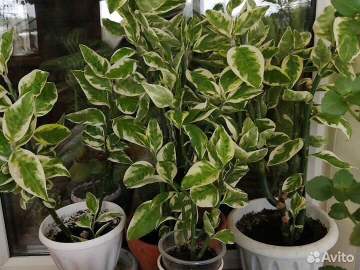 Комнатные цветы разные от 50р