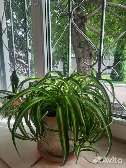 Хлорофитум кудрявый