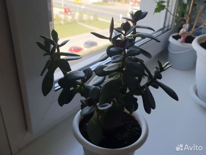 Толстянка (денежное дерево), Пеперомия, Фикус